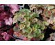 Heuchera americana Ring of Fire