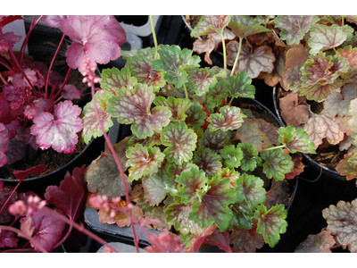 Heuchera americana