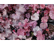 Heuchera americana Velvet Night