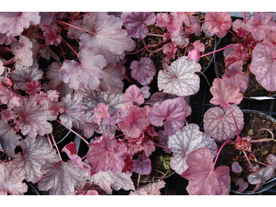 Heuchera americana