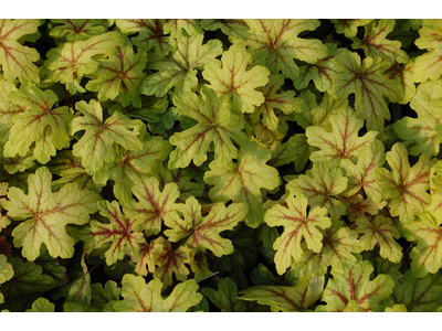 Heucherella