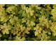 Heucherella Alabama Sunrise ®