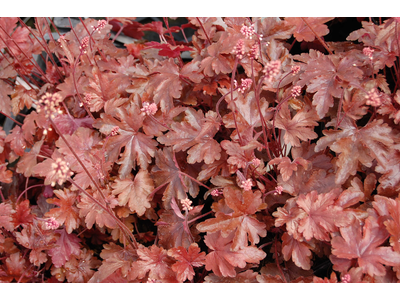 Heucherella