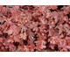 Heucherella Burnished Bronze ®
