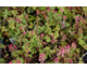 Heucherella Dayglow Pink ®