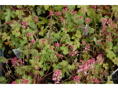 Heucherella