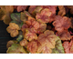 Heucherella Redstone Falls ®
