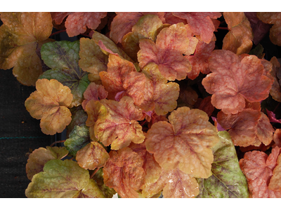 Heucherella