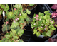 Heucherella alba Bridget Bloom
