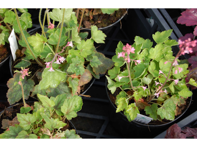 Heucherella alba