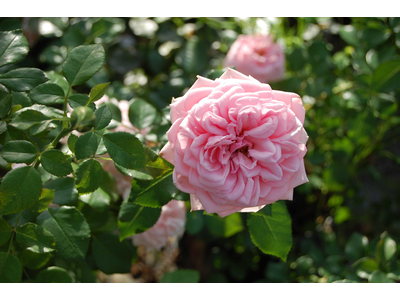 Rosa