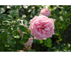 Rosa Home & Garden