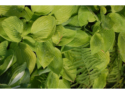 Hosta