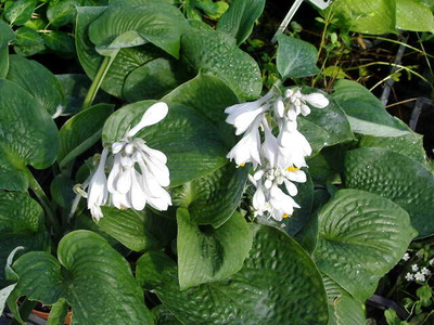 Hosta