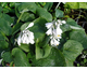 Hosta Big Daddy