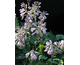 Hosta Blue Cadet