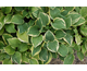 Hosta Blue Ivory