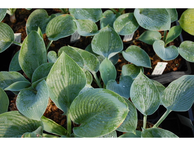 Hosta