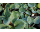 Hosta Camelot