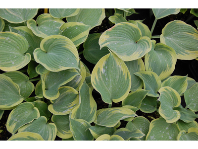 Hosta