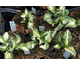 Hosta Enterprise