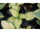 Hosta Eskimo Pie ®