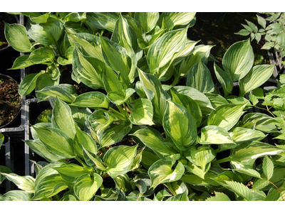 Hosta