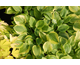 Hosta Golden Tiara