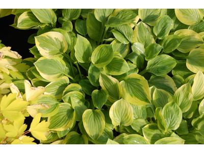 Hosta