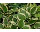 Hosta Independence ®