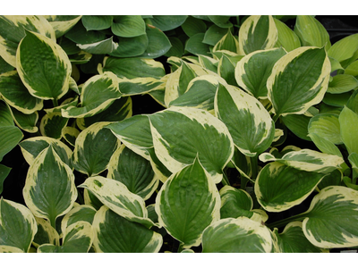 Hosta