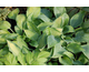 Hosta Katherine Lewis