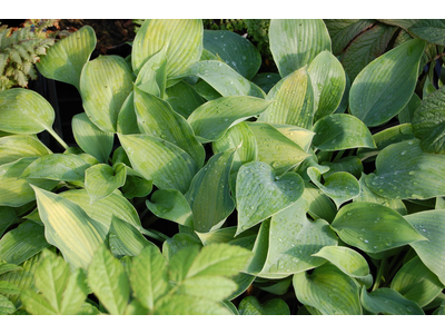 Hosta