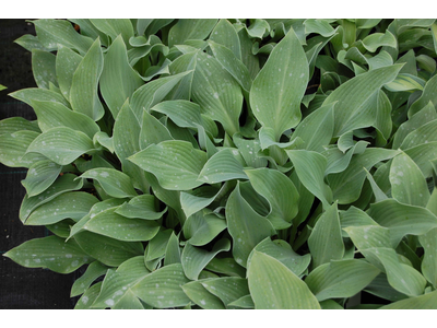 Hosta