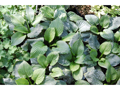 Hosta