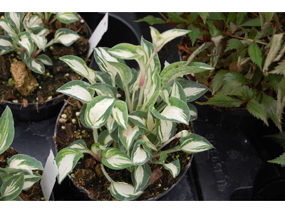 Hosta
