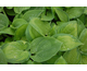 Hosta Paradigm