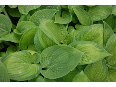 Hosta
