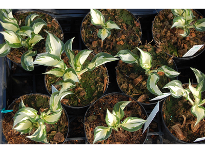 Hosta