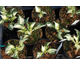 Hosta Paul Revere
