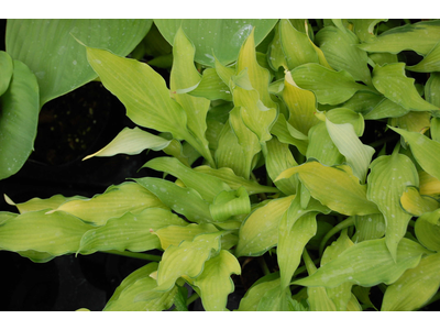 Hosta