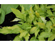 Hosta Pineapple Upsidedowm Cake