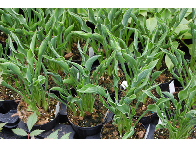 Hosta