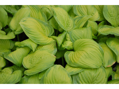 Hosta