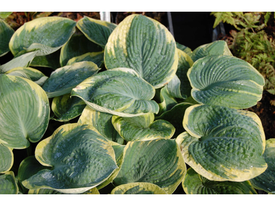 Hosta