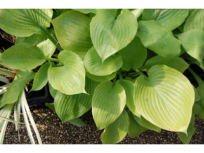 Hosta