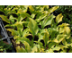 Hosta Sun Power