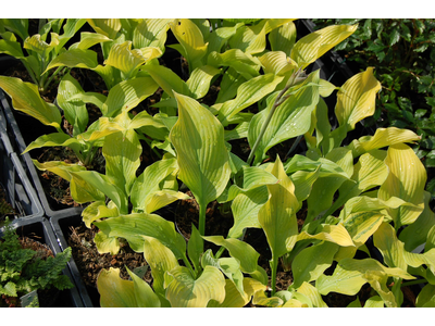 Hosta