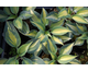 Hosta Touch of Class ®