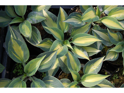 Hosta